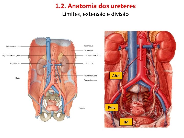 1. 2. Anatomia dos ureteres Limites, extensão e divisão Abd Pelv IM 