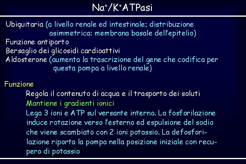 Na+/K+ATPasi Ubiquitaria (a livello renale ed intestinale; distribuzione asimmetrica: membrana basale dell’epitelio) Funzione antiporto