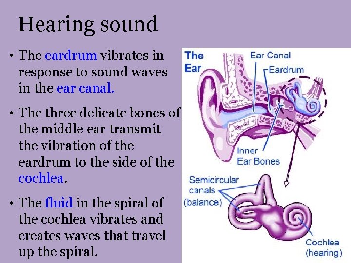 Hearing sound • The eardrum vibrates in response to sound waves in the ear Hearing sound • The eardrum vibrates in response to sound waves in the ear