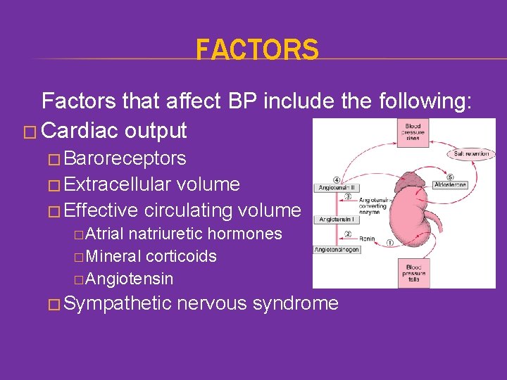 FACTORS Factors that affect BP include the following: � Cardiac output � Baroreceptors �