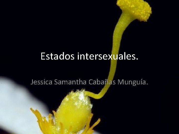 Estados intersexuales. Jessica Samantha Cabañas Munguía. 