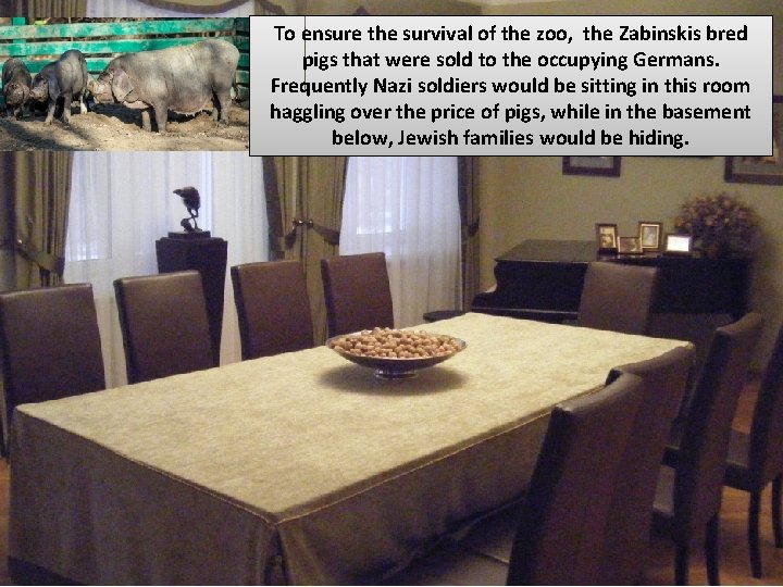 To ensure the survival of the zoo, the Zabinskis bred pigs that were sold