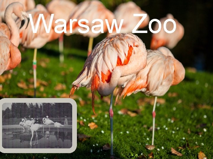 Warsaw Zoo 