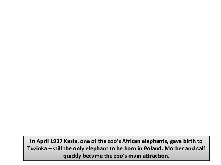 In April 1937 Kasia, one of the zoo’s African elephants, gave birth to Tuzinka