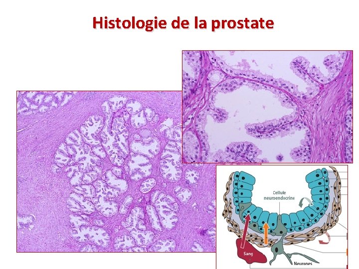 Histologie de la prostate 