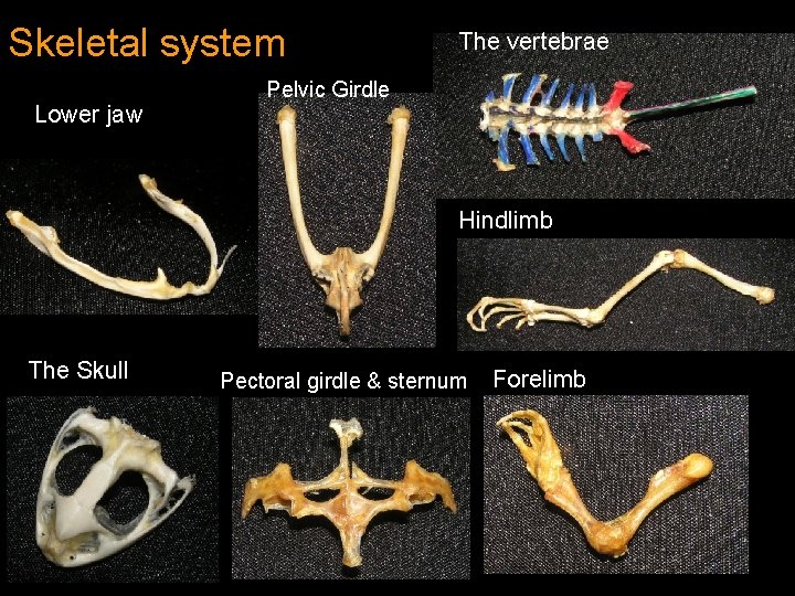 Skeletal system Lower jaw The vertebrae Pelvic Girdle Hindlimb The Skull Pectoral girdle &