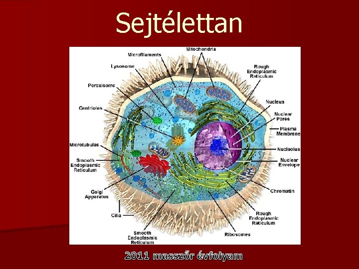 Sejtélettan 2011 masszőr évfolyam 