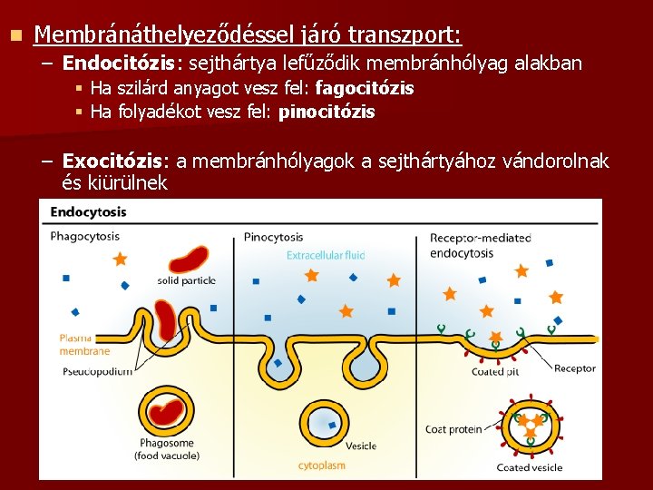 n Membránáthelyeződéssel járó transzport: – Endocitózis: sejthártya lefűződik membránhólyag alakban § Ha szilárd anyagot