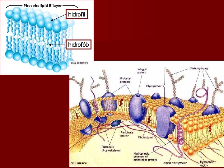 hidrofil hidrofób 