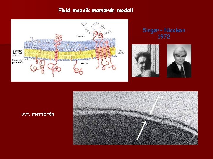 Fluid mozaik membrán modell Singer – Nicolson 1972 vvt. membrán 