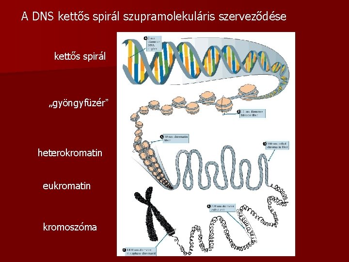 A DNS kettős spirál szupramolekuláris szerveződése kettős spirál „gyöngyfüzér” heterokromatin eukromatin kromoszóma 