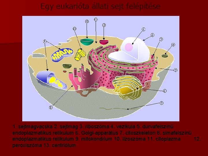 Egy eukarióta állati sejt felépítése 1. sejtmagvacska 2. sejtmag 3. riboszóma 4. vezikula 5.