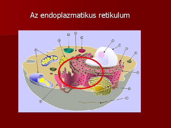 Az endoplazmatikus retikulum 