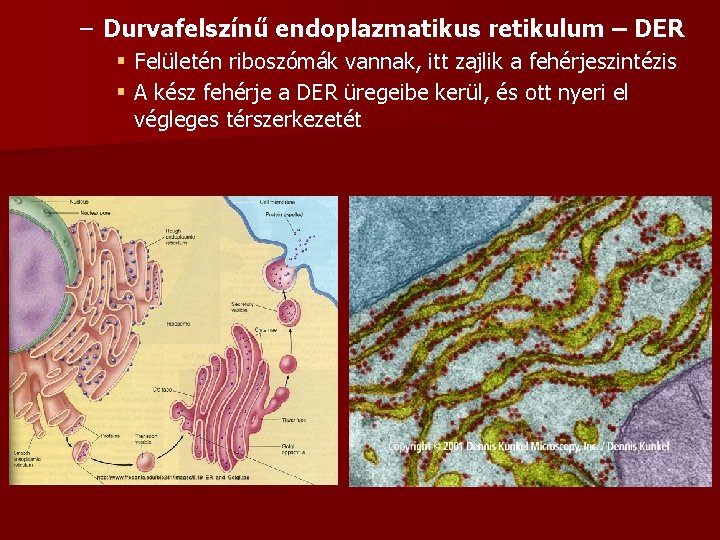 – Durvafelszínű endoplazmatikus retikulum – DER § Felületén riboszómák vannak, itt zajlik a fehérjeszintézis