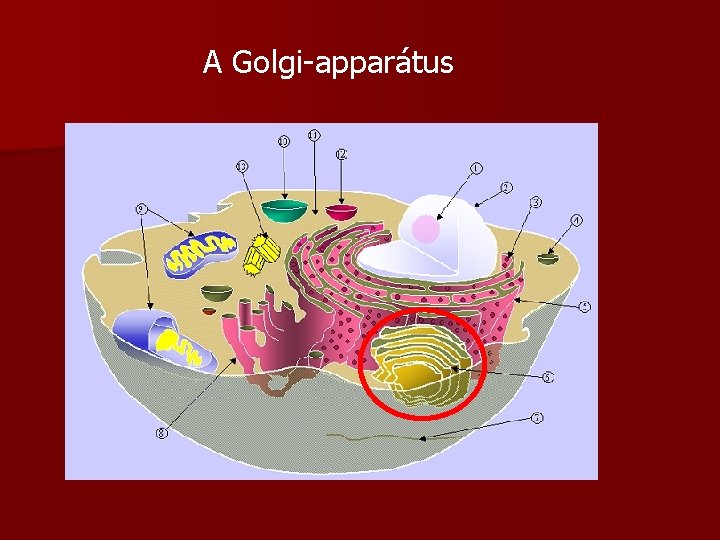 A Golgi-apparátus 