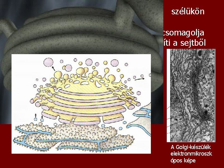 Lapos membránzsákok együttese, szélükön lefűződő hólyagocskákkal Az ER-tól kapott fehérjéket átalakítja, átcsomagolja és a