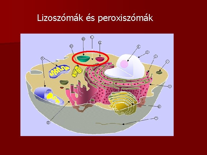 Lizoszómák és peroxiszómák 