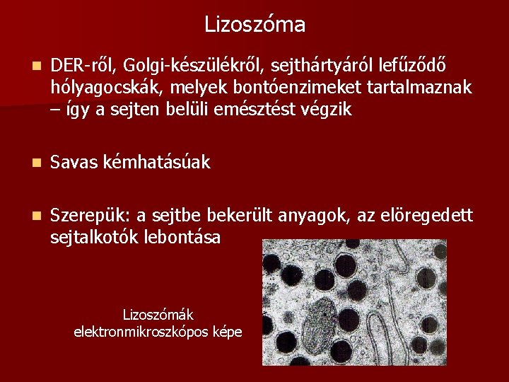 Lizoszóma n DER-ről, Golgi-készülékről, sejthártyáról lefűződő hólyagocskák, melyek bontóenzimeket tartalmaznak – így a sejten