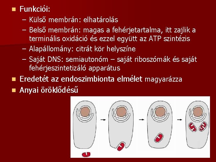 n Funkciói: – Külső membrán: elhatárolás – Belső membrán: magas a fehérjetartalma, itt zajlik