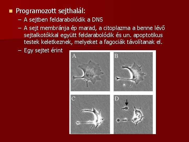 n Programozott sejthalál: – A sejtben feldarabolódik a DNS – A sejt membránja ép