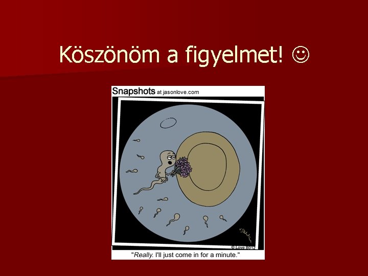 Köszönöm a figyelmet! 