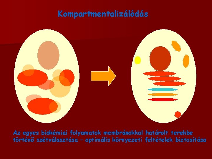 Kompartmentalizálódás Az egyes biokémiai folyamatok membránokkal határolt terekbe történő szétválasztása – optimális környezeti feltételek