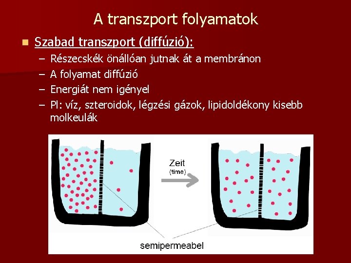 A transzport folyamatok n Szabad transzport (diffúzió): – – Részecskék önállóan jutnak át a