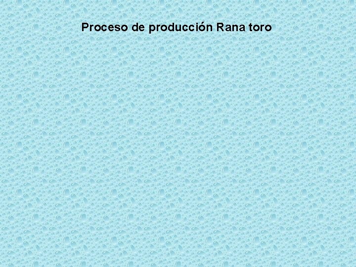Proceso de producción Rana toro 