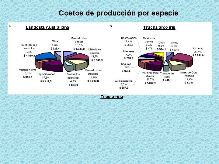 Costos de producción por especie Trucha arco iris Langosta Australiana Tilapia roja 