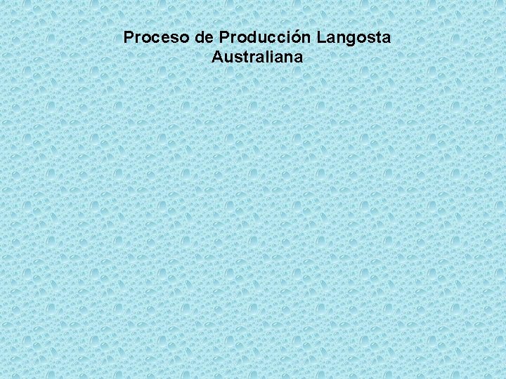 Proceso de Producción Langosta Australiana 