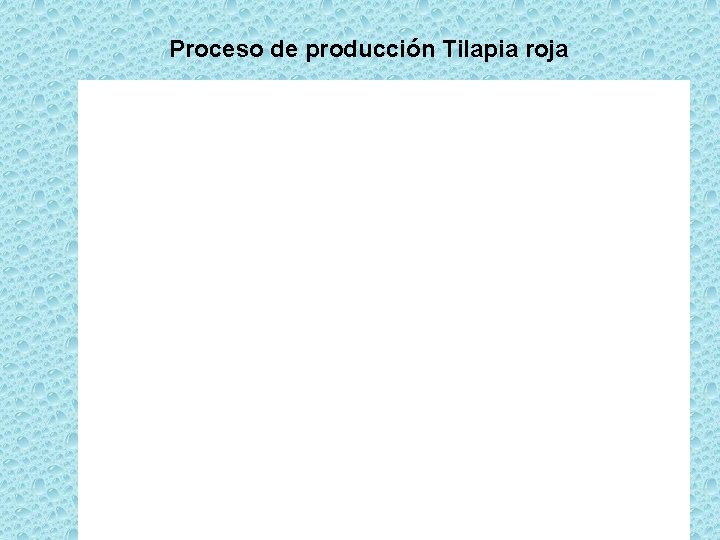 Proceso de producción Tilapia roja 