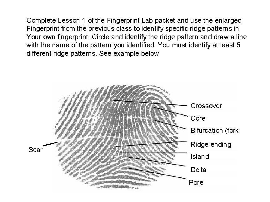 Complete Lesson 1 of the Fingerprint Lab packet and use the enlarged Fingerprint from