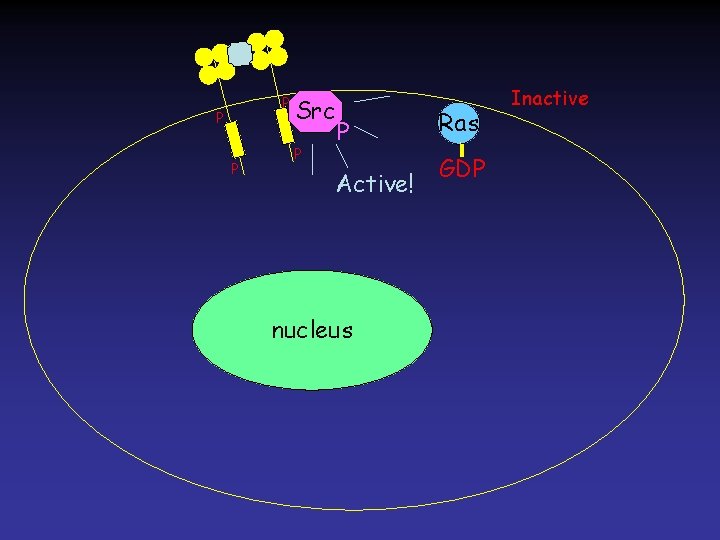 P P P Src P P Active! nucleus Ras GDP Inactive 