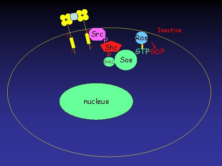P P P Src P P Shc P Grb 2 nucleus Ras Sos Inactive