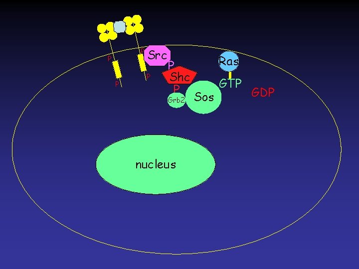 P P P Src P P Shc P Grb 2 nucleus Ras Sos GTP