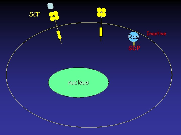 SCF Ras GDP nucleus Inactive 