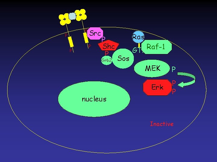 P P P Src P P Shc P Grb 2 Ras Sos GTP Raf-1