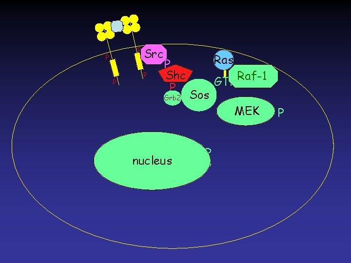 P P P Src P P Shc P Grb 2 Ras Sos nucleus. Erk