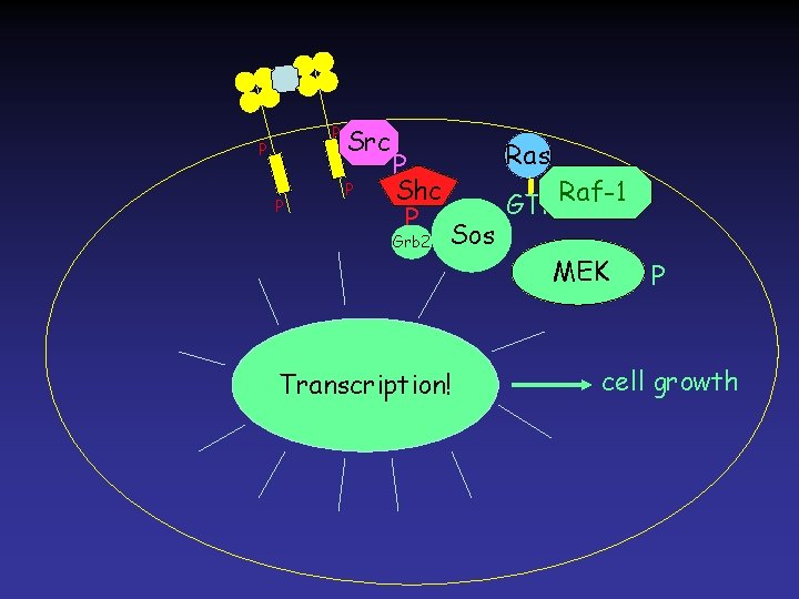 P P P Src P P Shc P Grb 2 Ras Sos P Erk