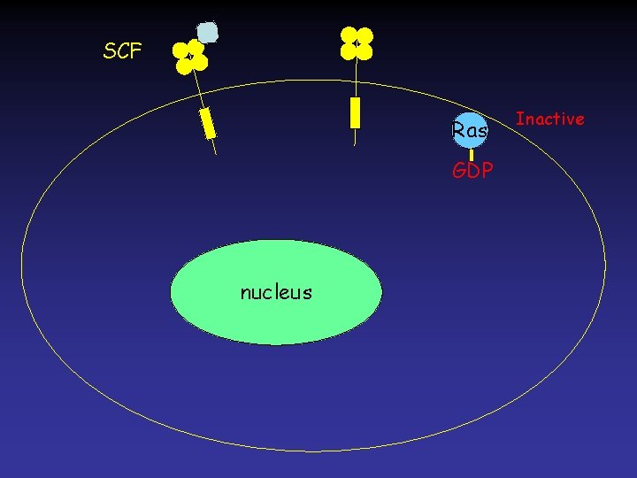 SCF Ras GDP nucleus Inactive 