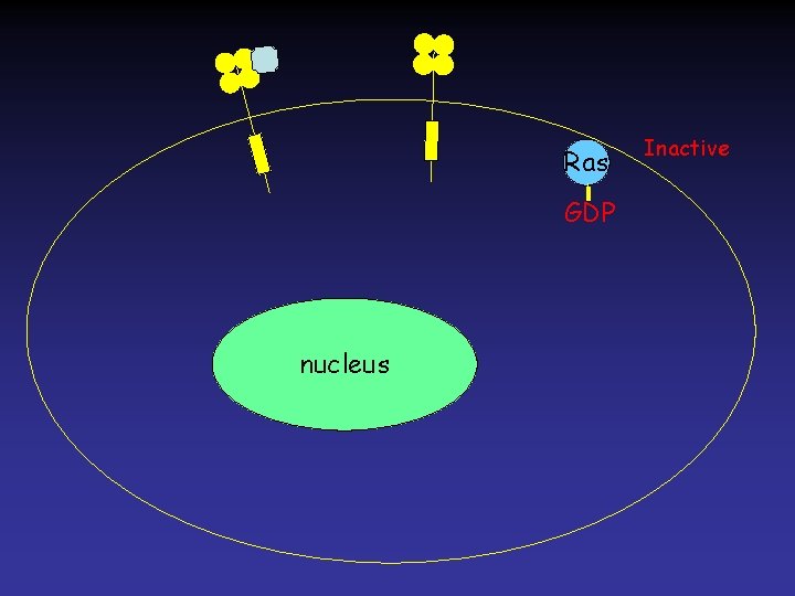 Ras GDP nucleus Inactive 