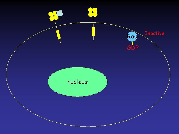 Ras GDP nucleus Inactive 