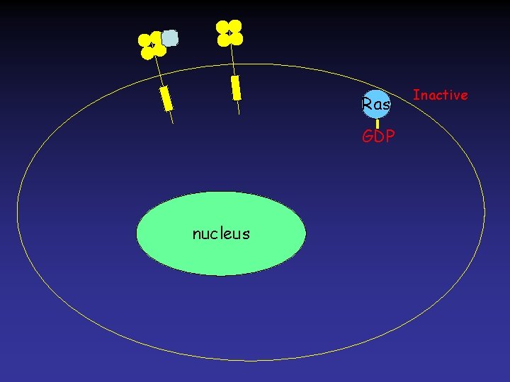 Ras GDP nucleus Inactive 