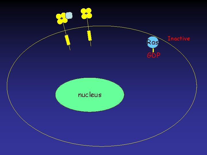 Ras GDP nucleus Inactive 