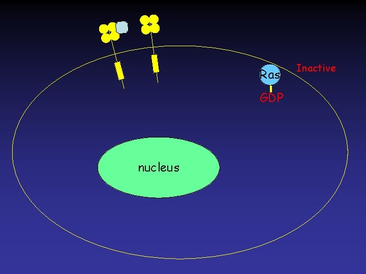 Ras GDP nucleus Inactive 