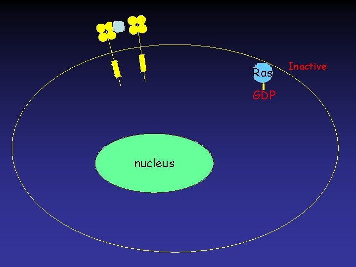 Ras GDP nucleus Inactive 