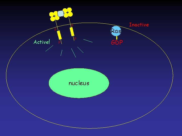 P P Active! P Ras P nucleus GDP Inactive 