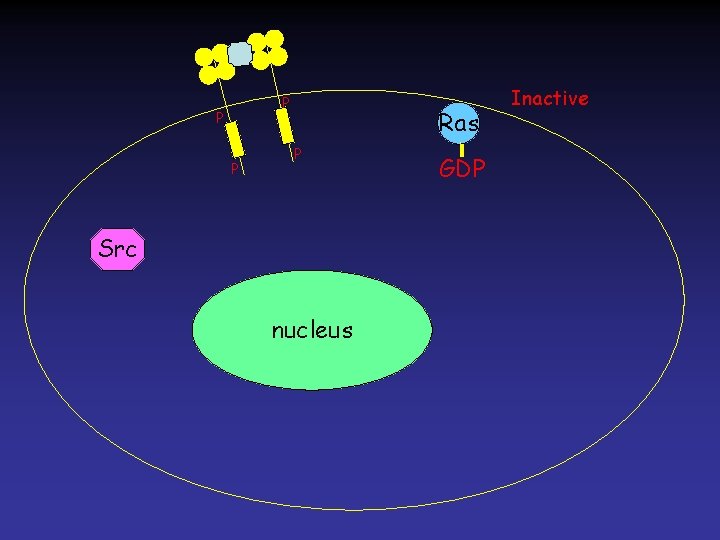 P P P Ras P Src nucleus GDP Inactive 