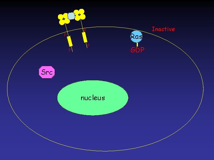 P P P Ras P Src nucleus GDP Inactive 