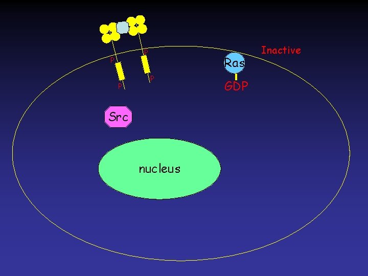 P P P Ras P Src nucleus GDP Inactive 